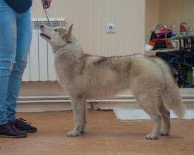 DSC_0473.jpg (190.45 КБ, Просмотров: 5024) DSC_0473.jpg