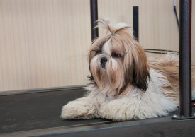 DSC_0481.jpg (179.39 КБ, Просмотров: 5024) DSC_0481.jpg