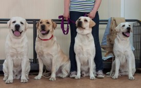 DSC_0520.jpg (189.41 КБ, Просмотров: 5023) DSC_0520.jpg