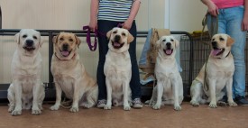 DSC_0527.jpg (164.49 КБ, Просмотров: 5023) DSC_0527.jpg