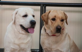 DSC_0532.jpg (151.94 КБ, Просмотров: 5023) DSC_0532.jpg