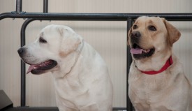 DSC_0534.jpg (126.95 КБ, Просмотров: 5023) DSC_0534.jpg