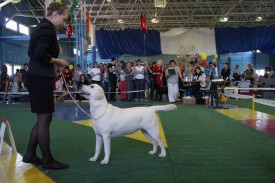 getImage.jpeg99.jpeg (172.59 КБ, Просмотров: 3430) getImage.jpeg99.jpeg