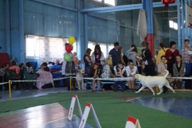 getImage.jpeg87.jpeg (142.31 КБ, Просмотров: 3835) getImage.jpeg87.jpeg