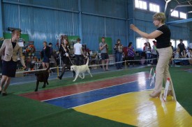 getImage.jpeg5.jpeg (167.96 КБ, Просмотров: 3835) getImage.jpeg5.jpeg