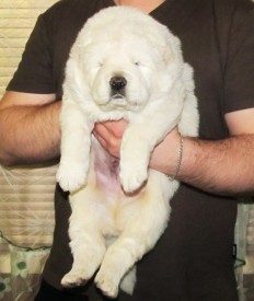 умка.jpg (56.28 КБ, Просмотров: 9983) умка.jpg