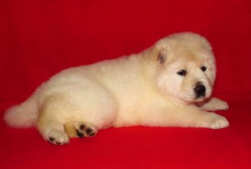 умка-9.jpg (24.31 КБ, Просмотров: 10168) умка-9.jpg