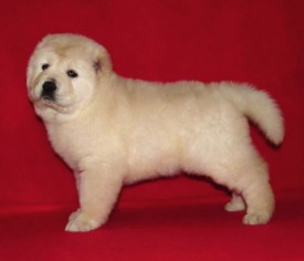 умка-7.jpg (24.54 КБ, Просмотров: 9980) умка-7.jpg