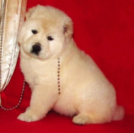 умка-3.jpg (33.53 КБ, Просмотров: 9953) умка-3.jpg