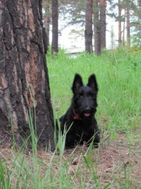 у дерева1.jpg (45.16 КБ, Просмотров: 1694) у дерева1.jpg