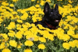 Агата1.jpg (49.97 КБ, Просмотров: 1694) Агата1.jpg