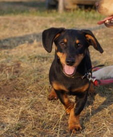 таксёныш.jpeg (68.85 КБ, Просмотров: 1266) таксёныш.jpeg