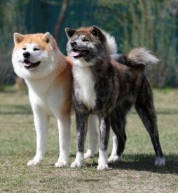 БоняШима.jpg (32 КБ, Просмотров: 2143) БоняШима.jpg