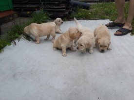 7b09e3327c8efb92i.jpg (107.34 КБ, Просмотров: 1350) 7b09e3327c8efb92i.jpg