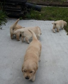 3914ce5236a0f7fdi.jpg (49.96 КБ, Просмотров: 1290) 3914ce5236a0f7fdi.jpg