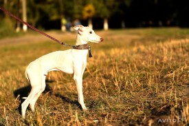 908423918.jpg (65.85 КБ, Просмотров: 1991) 908423918.jpg