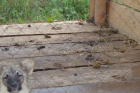 getImageCA7HTZGR.jpg (48.78 КБ, Просмотров: 8944) getImageCA7HTZGR.jpg