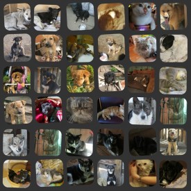 getImageCAHLLX1X.jpg (162.84 КБ, Просмотров: 5723) getImageCAHLLX1X.jpg