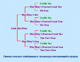 linebreeding.jpg (46.35 КБ, Просмотров: 4386) linebreeding.jpg