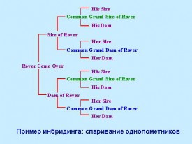 inbreeding.jpg (20.24 КБ, Просмотров: 4386) inbreeding.jpg
