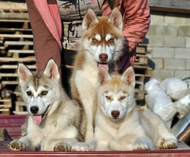 fDm3FCgu_Xo.jpg (118.7 КБ, Просмотров: 1144) fDm3FCgu_Xo.jpg