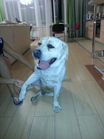 getImage (1).jpg (81.42 КБ, Просмотров: 2347) getImage (1).jpg