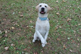 зайка.jpg (516.59 КБ, Просмотров: 9922) зайка.jpg