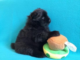 1414554946235_bulletin.jpg (48.74 КБ, Просмотров: 1300) 1414554946235_bulletin.jpg