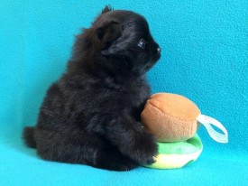 1414554947364_bulletin.jpg (51.15 КБ, Просмотров: 1300) 1414554947364_bulletin.jpg