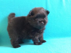 1414554954034_bulletin.jpg (41.1 КБ, Просмотров: 1300) 1414554954034_bulletin.jpg