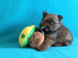 1414555928241_bulletin.jpg (53.05 КБ, Просмотров: 1300) 1414555928241_bulletin.jpg