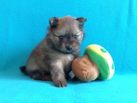 1414556007799_bulletin.jpg (47.07 КБ, Просмотров: 1300) 1414556007799_bulletin.jpg