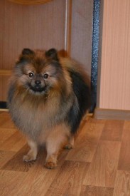 1414554370919_bulletin.jpg (32.73 КБ, Просмотров: 1296) 1414554370919_bulletin.jpg