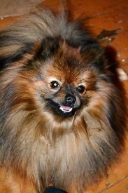 1414554573976_bulletin.jpg (50.43 КБ, Просмотров: 1296) 1414554573976_bulletin.jpg