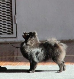 1414554627754_bulletin.jpg (15.95 КБ, Просмотров: 1296) 1414554627754_bulletin.jpg