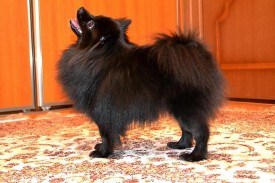 1414554806704_bulletin.jpg (55.49 КБ, Просмотров: 1296) 1414554806704_bulletin.jpg