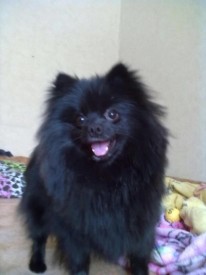 10353108_1533107953590719_449343956491827970_n.jpg (39.75 КБ, Просмотров: 1296) 10353108_1533107953590719_449343956491827970_n.jpg