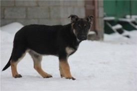 етона1.jpg (44.06 КБ, Просмотров: 1844) етона1.jpg