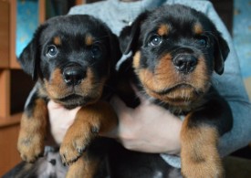 3.jpg (134.67 КБ, Просмотров: 1697) 3.jpg