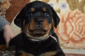 6.jpg (132.7 КБ, Просмотров: 1697) 6.jpg