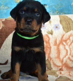 14.jpg (116.94 КБ, Просмотров: 1697) 14.jpg