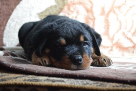 9.jpg (139.73 КБ, Просмотров: 1697) 9.jpg