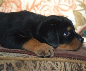 7.jpg (135.49 КБ, Просмотров: 1697) 7.jpg