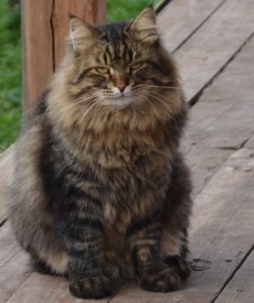 image (6).jpg (31.8 КБ, Просмотров: 1784) image (6).jpg