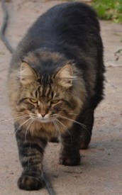 image (21).jpg (23.38 КБ, Просмотров: 1784) image (21).jpg