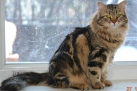 image (8).jpg (52.95 КБ, Просмотров: 1784) image (8).jpg