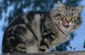 image (24).jpg (50.07 КБ, Просмотров: 1784) image (24).jpg