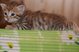 image (9).jpg (41.42 КБ, Просмотров: 1781) image (9).jpg