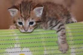 image (10).jpg (39.57 КБ, Просмотров: 1781) image (10).jpg