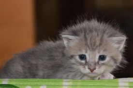 image (26).jpg (31.62 КБ, Просмотров: 1781) image (26).jpg